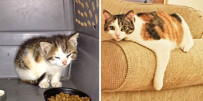 Before And After Photos Show How A Good Home Can Change A Cat (30 pics)
