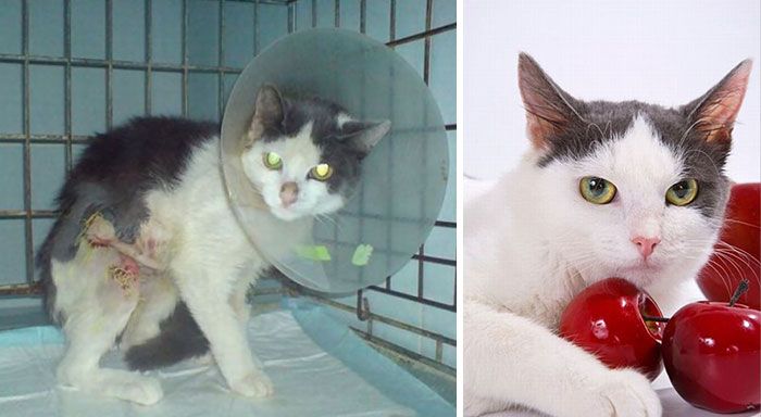 Before And After Photos Show How A Good Home Can Change A Cat (30 pics)