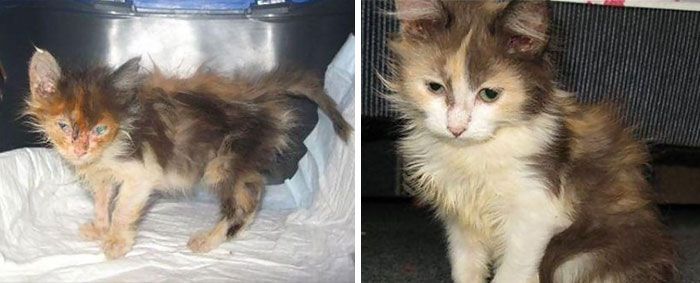 Before And After Photos Show How A Good Home Can Change A Cat (30 pics)