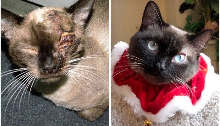 Before And After Photos Show How A Good Home Can Change A Cat (30 pics)