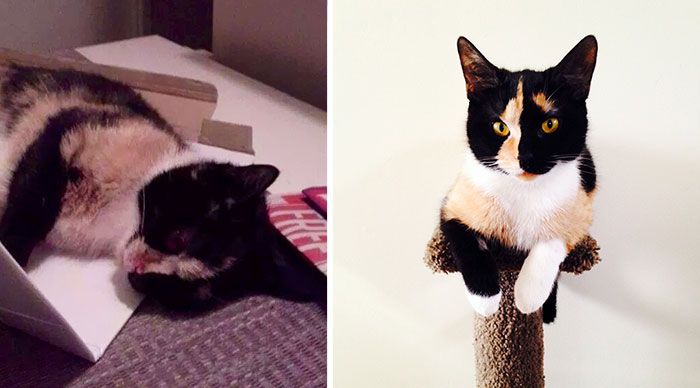 Before And After Photos Show How A Good Home Can Change A Cat (30 pics)