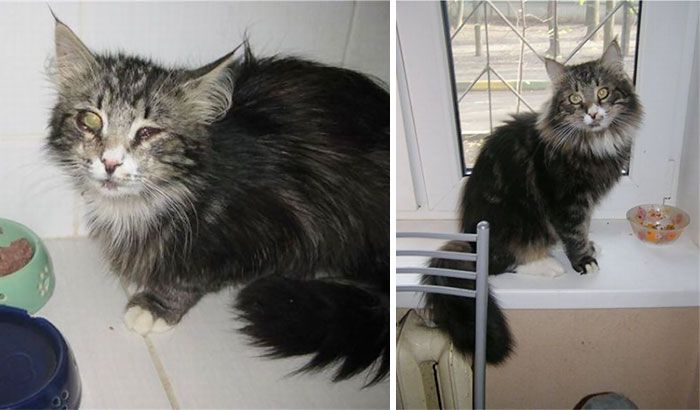 Before And After Photos Show How A Good Home Can Change A Cat (30 pics)