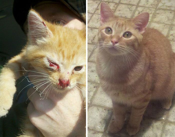 Before And After Photos Show How A Good Home Can Change A Cat (30 pics)