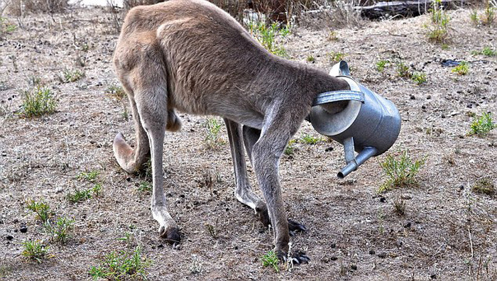 This Kangaroo Got His Head Stuck In A Watering Can (5 pics)
