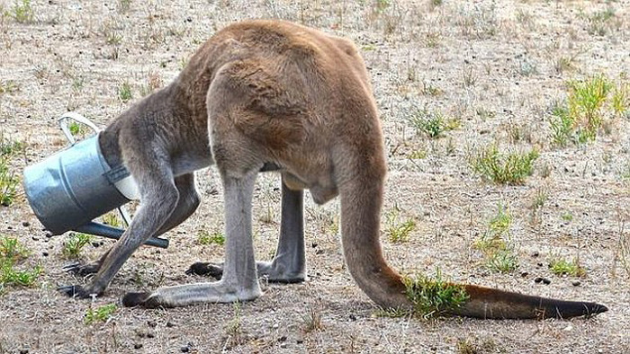 This Kangaroo Got His Head Stuck In A Watering Can 5 Pics