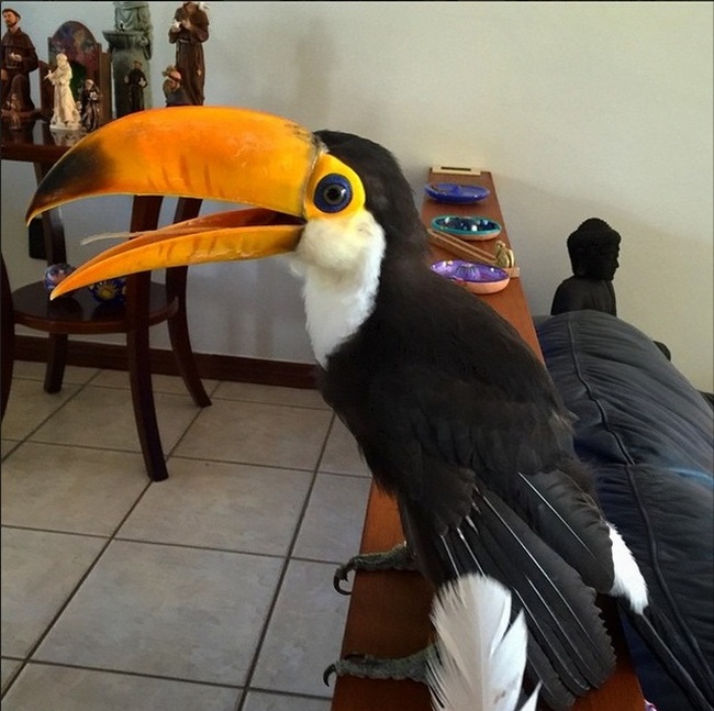 This Is What A Baby Toucan Looks Like (7 pics)