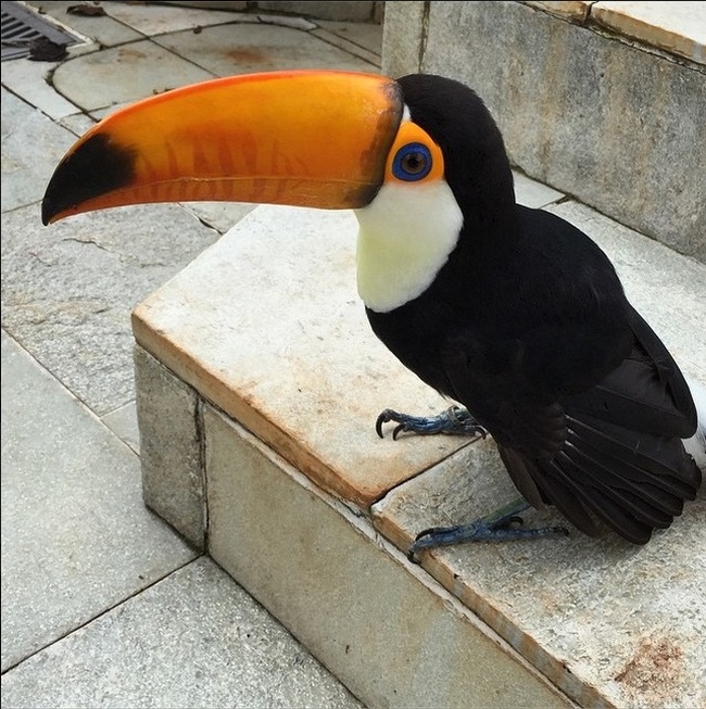 This Is What A Baby Toucan Looks Like (7 pics)