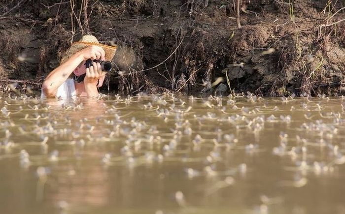 Every Year These Towns Get Flooded By A Swarm Of Insects (7 pics)