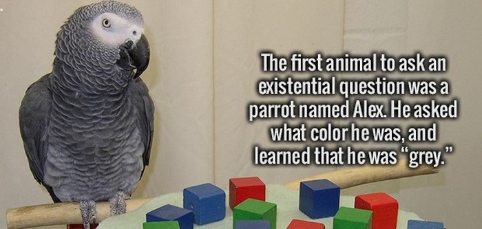 Get Your Daily Dose Of Education With These Fun Facts (25 pics)