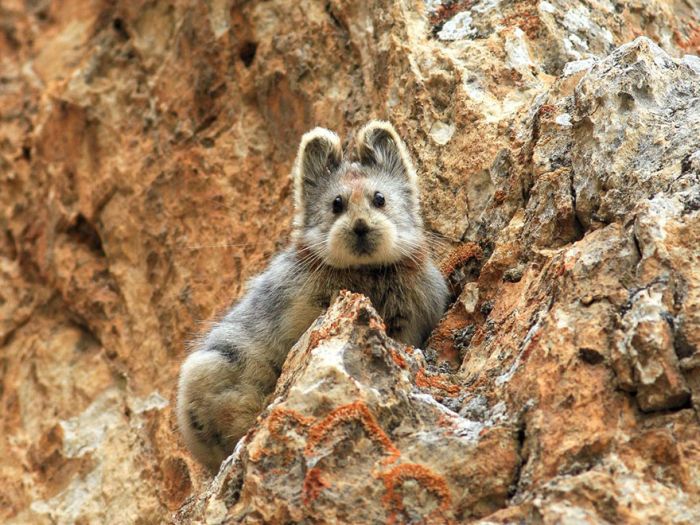 Magic Rabbit Spotted For The First Time In 20 Years In China (3 pics)