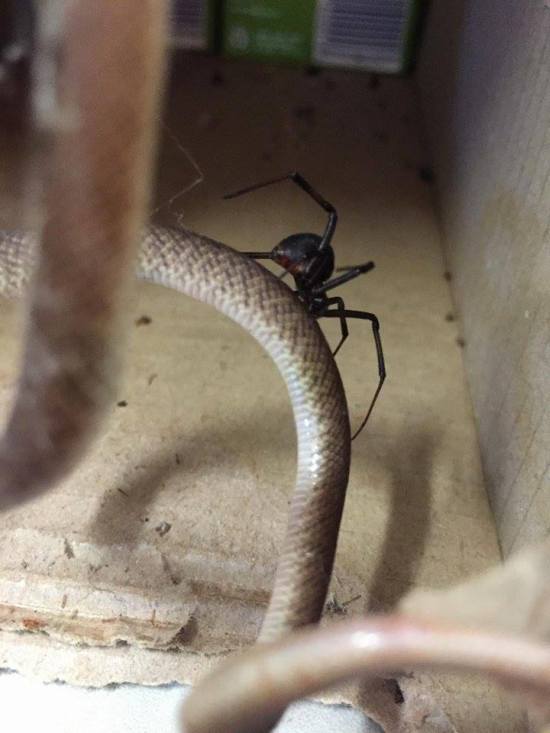 Snake Gets Caught In A Spider's Web (3 pics)