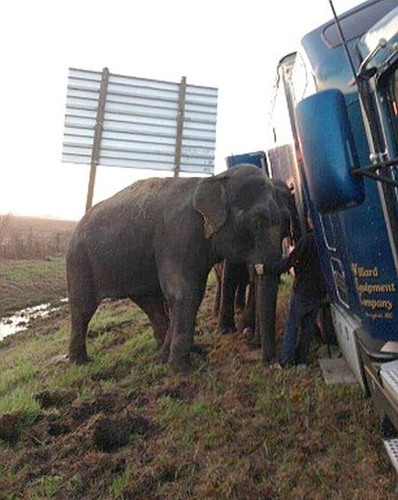 Circus Elephants Save 18 Wheeler From Tipping Over (7 pics)
