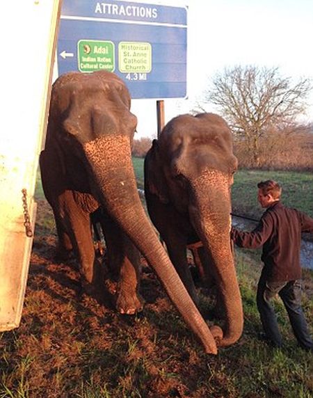 Circus Elephants Save 18 Wheeler From Tipping Over (7 pics)