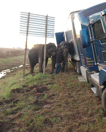 Circus Elephants Save 18 Wheeler From Tipping Over (7 pics)