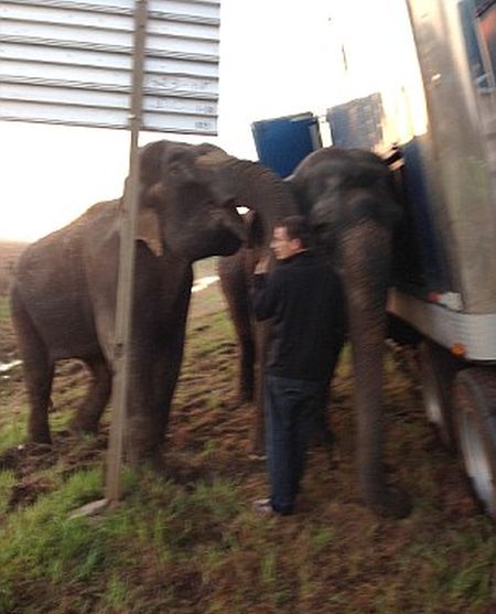 Circus Elephants Save 18 Wheeler From Tipping Over (7 pics)