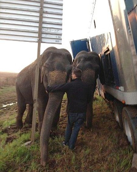Circus Elephants Save 18 Wheeler From Tipping Over (7 pics)