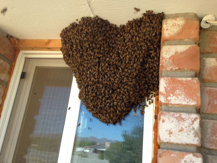 There's So Many Bees (7 pics)