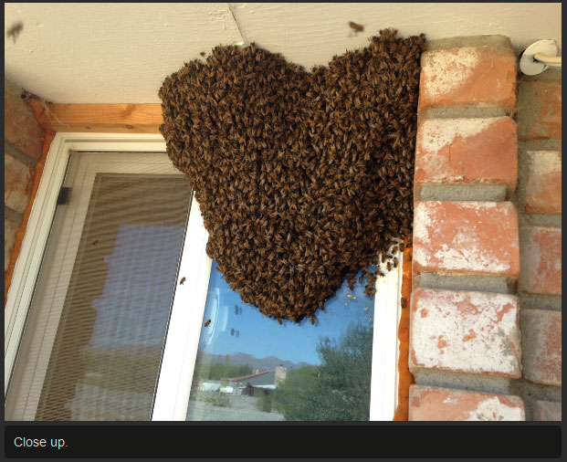 There's So Many Bees (7 pics)