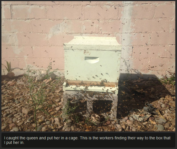 There's So Many Bees (7 pics)