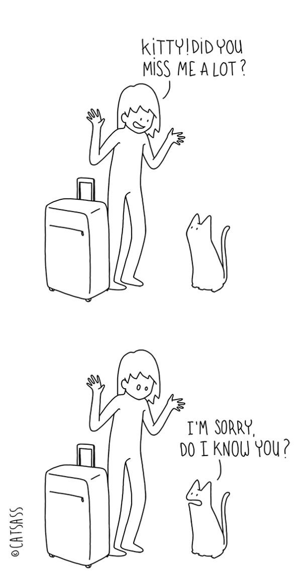 What Your Cat Is Really Trying To Tell You (14 pics)