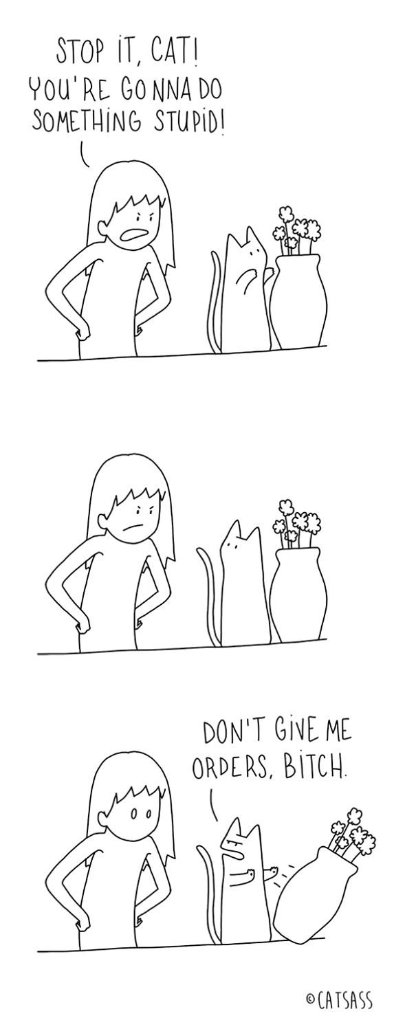 What Your Cat Is Really Trying To Tell You (14 pics)