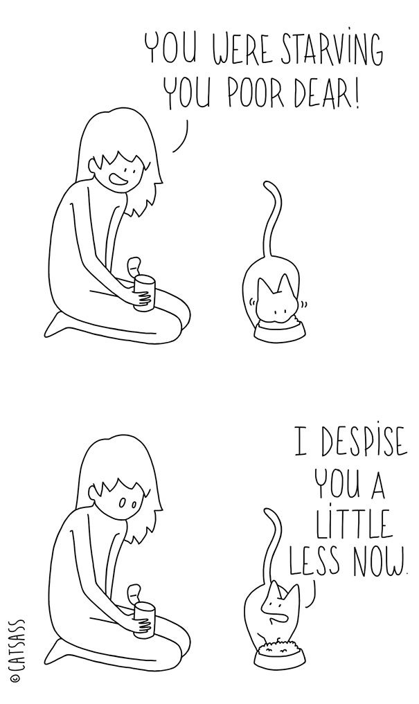 What Your Cat Is Really Trying To Tell You (14 pics)