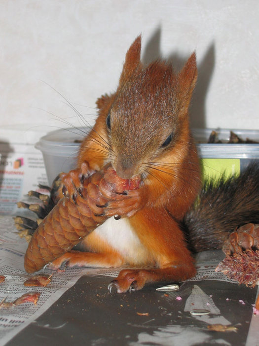 Family Adopts A Squirrel And Turns Him Into A House Pet (20 pics)
