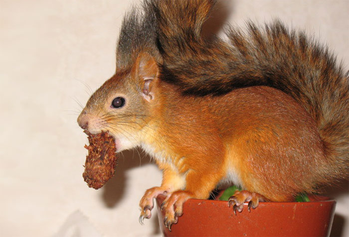 Family Adopts A Squirrel And Turns Him Into A House Pet (20 pics)