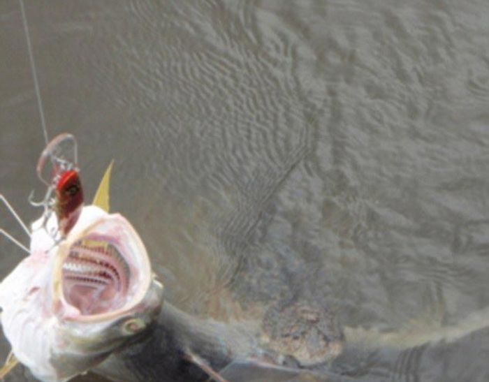 Australian Fisherman Finds A Big Catch (3 pics)