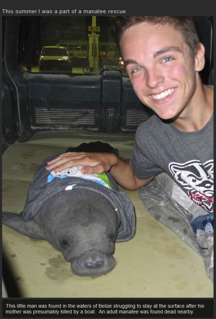 This Manatee Was In Need Of Rescue (8 pics)