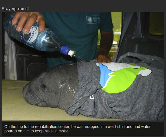 This Manatee Was In Need Of Rescue (8 pics)