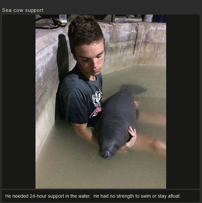 This Manatee Was In Need Of Rescue (8 pics)