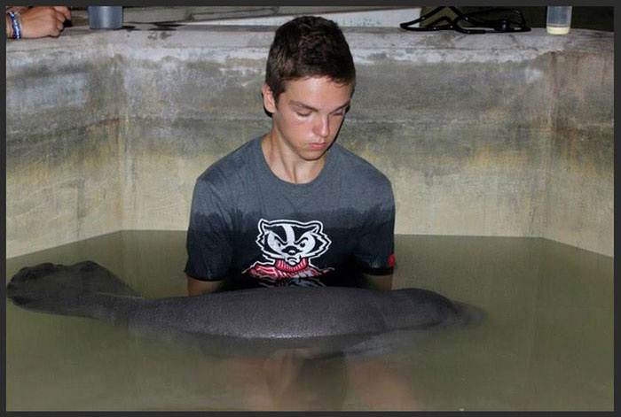 This Manatee Was In Need Of Rescue (8 pics)