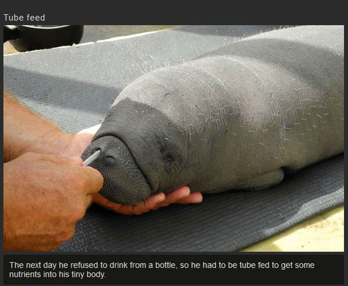This Manatee Was In Need Of Rescue (8 pics)