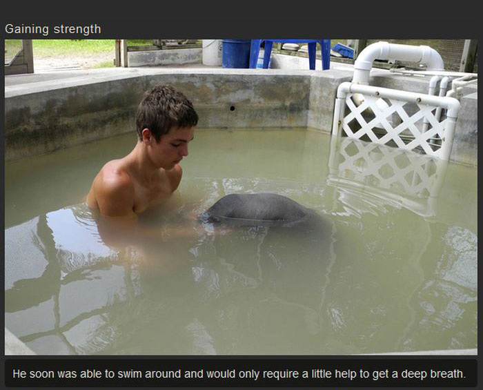 This Manatee Was In Need Of Rescue (8 pics)