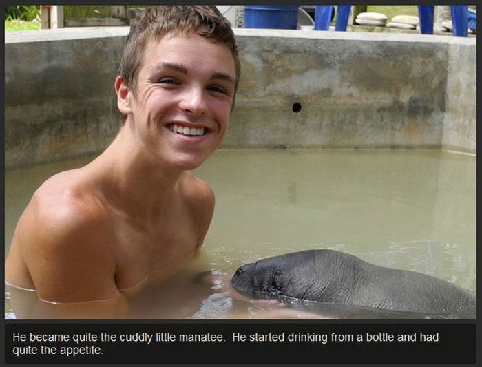 This Manatee Was In Need Of Rescue (8 pics)