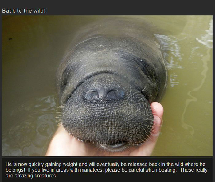 This Manatee Was In Need Of Rescue (8 pics)