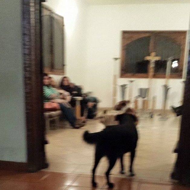 Dogs Pay Their Respects At Woman's Funeral (6 pics)