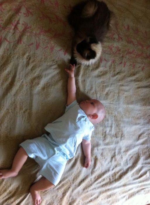 Adorable Photos That Prove Every House Needs A Cat (40 pics)