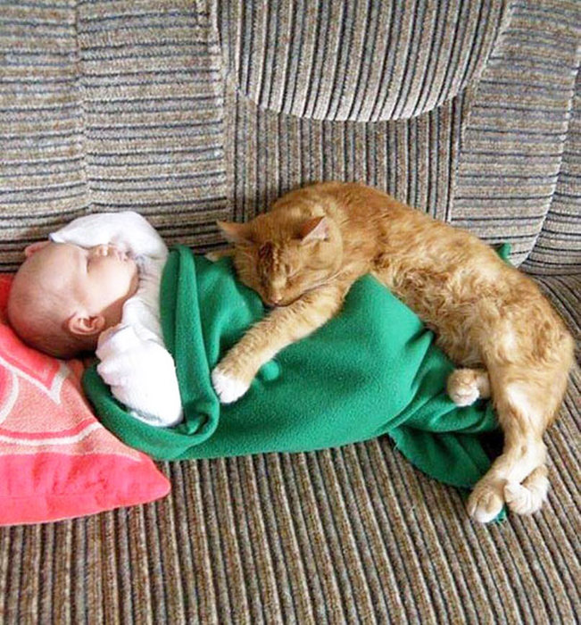 Adorable Photos That Prove Every House Needs A Cat (40 pics)