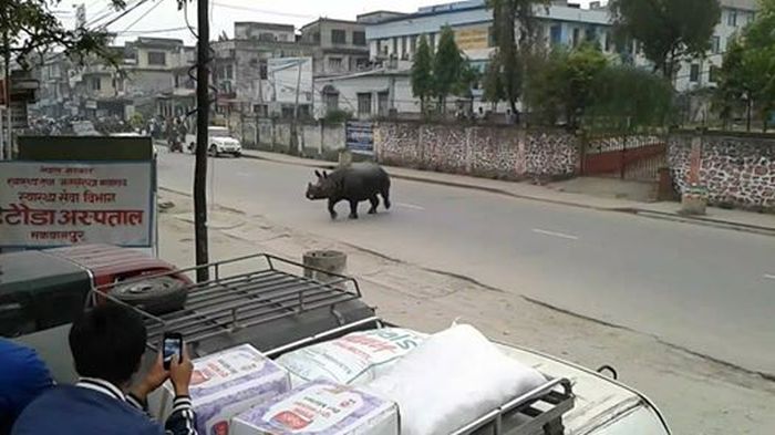 Rhinoceros Goes On A Rampage In Nepal (4 pics)