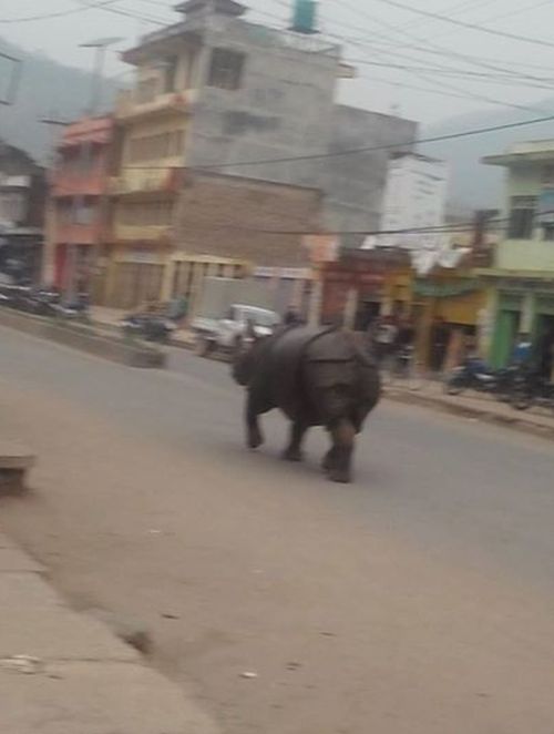 wow raging rhino rampage is back