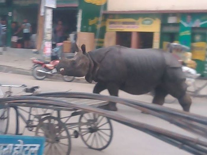 Rhinoceros Goes On A Rampage In Nepal (4 pics)