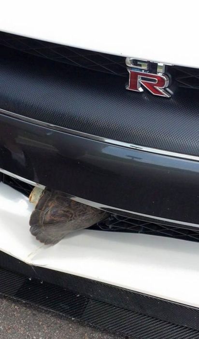 Turtle Survives After Getting Stuck In The Grill Of A Car (6 pics)