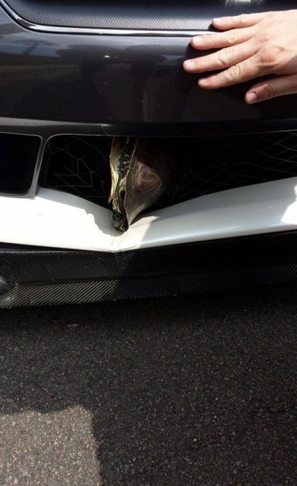 Turtle Survives After Getting Stuck In The Grill Of A Car (6 pics)