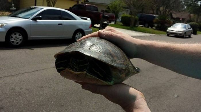 Turtle Survives After Getting Stuck In The Grill Of A Car (6 pics)