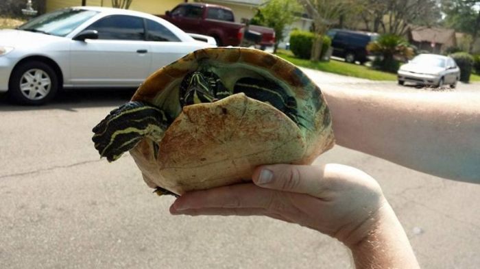 Turtle Survives After Getting Stuck In The Grill Of A Car (6 pics)