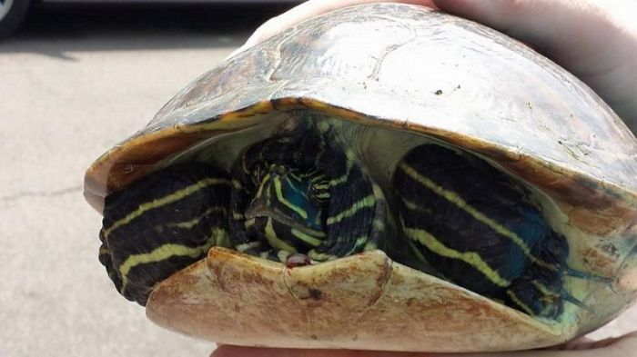 Turtle Survives After Getting Stuck In The Grill Of A Car (6 pics)