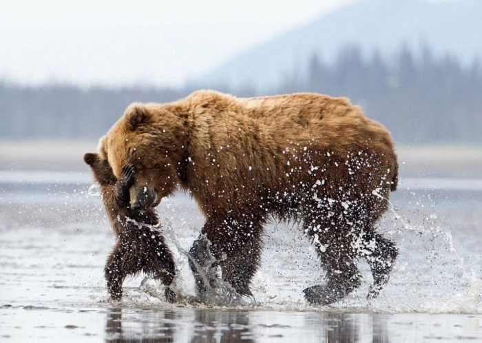 This Is What A Real Bear Hug Looks Like (7 pics)