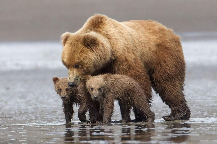 This Is What A Real Bear Hug Looks Like (7 pics)